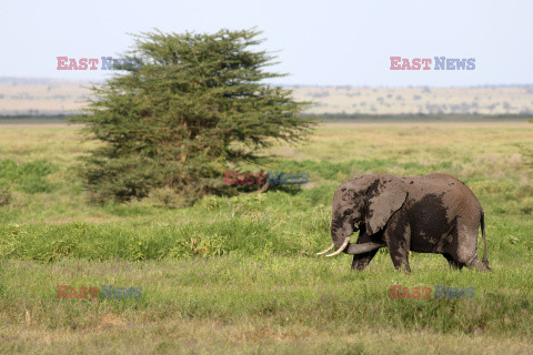 Kenia, Park Narodowy Amboseli