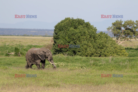 Kenia, Park Narodowy Amboseli