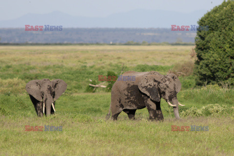 Kenia, Park Narodowy Amboseli