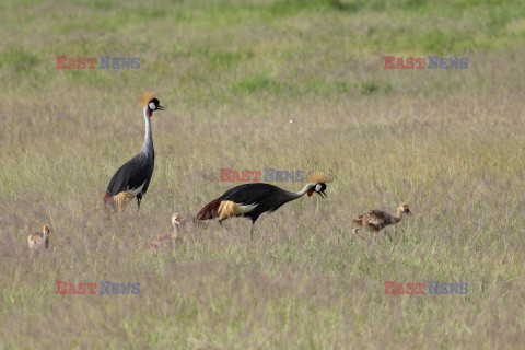 Kenia, Park Narodowy Amboseli