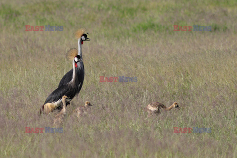 Kenia, Park Narodowy Amboseli