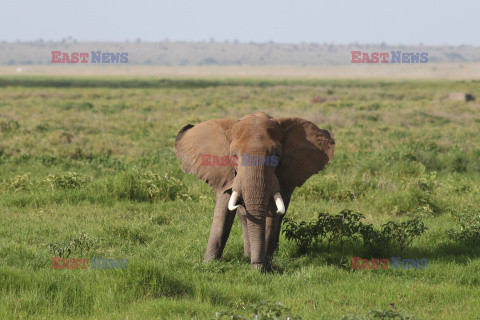 Kenia, Park Narodowy Amboseli