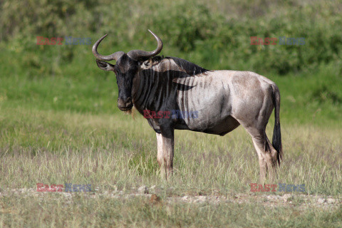 Kenia, Park Narodowy Amboseli