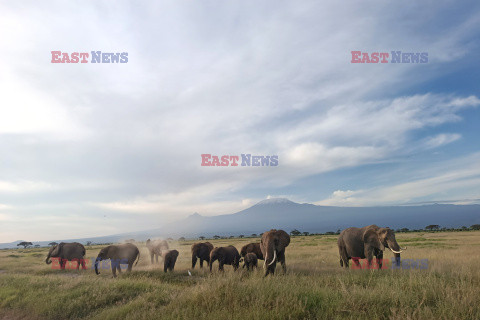 Kenia, Park Narodowy Amboseli