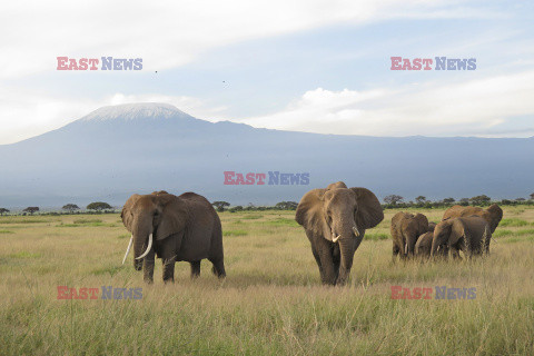 Kenia, Park Narodowy Amboseli