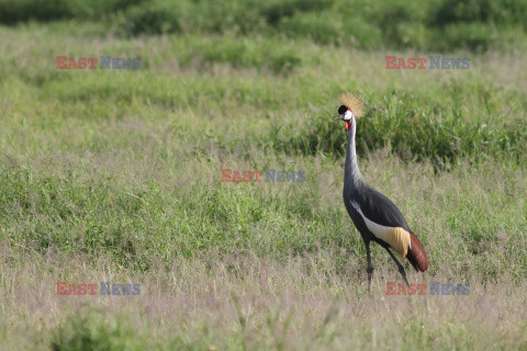 Kenia, Park Narodowy Amboseli