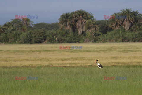 Kenia, Park Narodowy Amboseli