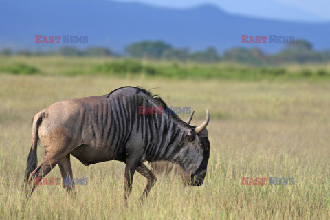 Kenia, Park Narodowy Amboseli