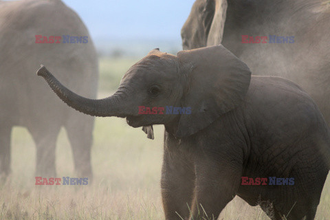 Kenia, Park Narodowy Amboseli