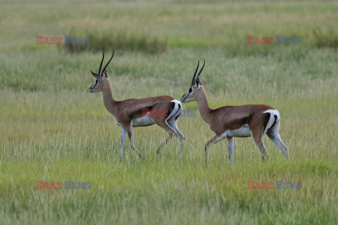 Kenia, Park Narodowy Amboseli