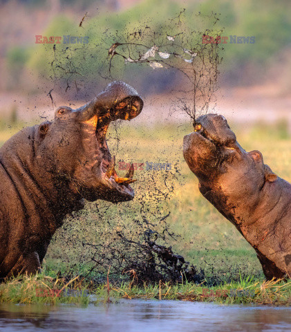Walczące hipopotamy