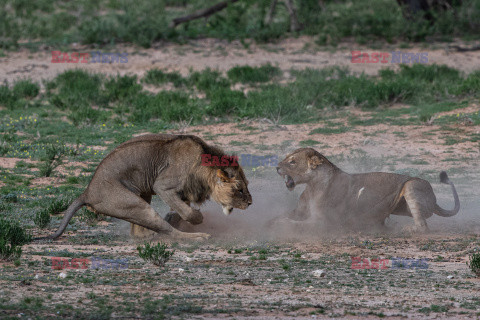 Lwica walczy z młodym agresywnym samcem