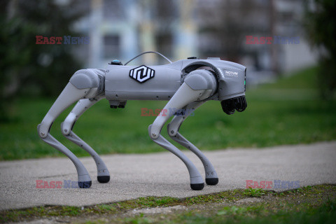 Pies-robot na spacerze w parku