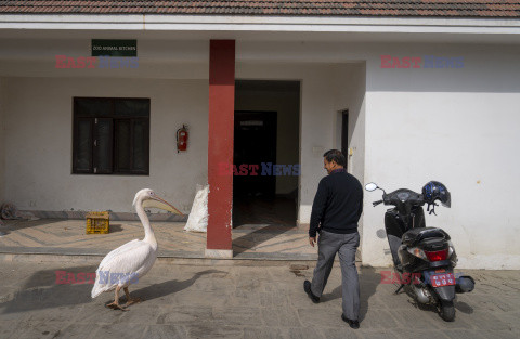 Karmienie zwierząt w nepalskim zoo