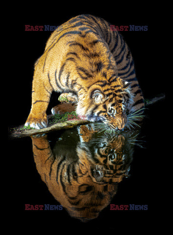 Tygrys u wodopoju
