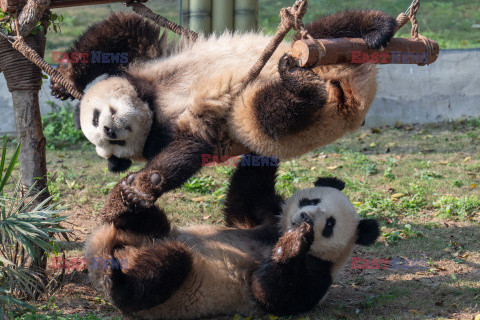 Życie codzienne pand w chińskim zoo