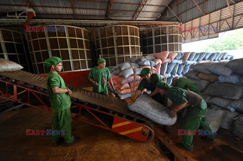 Uprawa orzechów brazylijskich w Boliwii - AFP