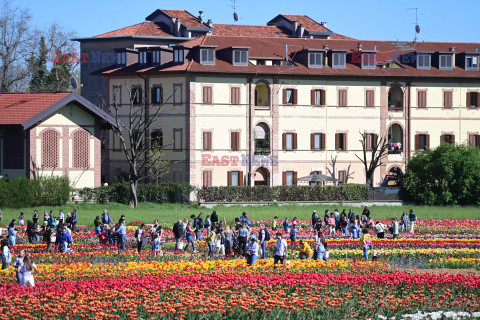 Pole tulipanów w okolicy Mediolanu