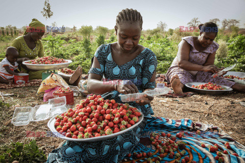 Zbiory truskawek w Burkina Faso