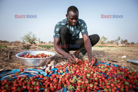 Zbiory truskawek w Burkina Faso