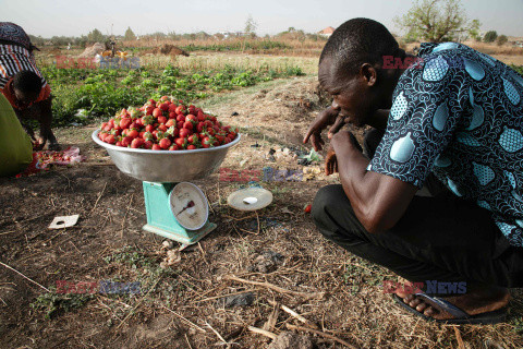 Zbiory truskawek w Burkina Faso