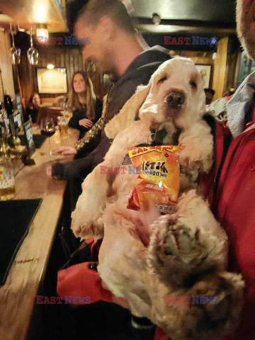 Pub z menu dla psów