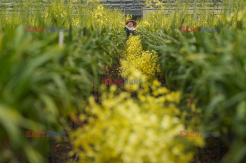 Jedna z największy szklarni orchidei na Tajwanie