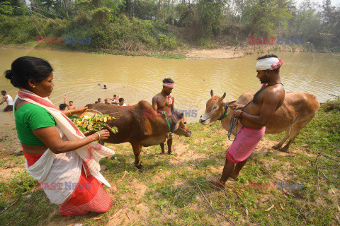 Mycie krów w Indiach