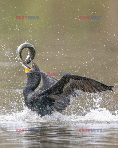 Kormoran kradnie rybę z dzioba pelikana