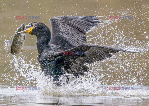 Kormoran kradnie rybę z dzioba pelikana