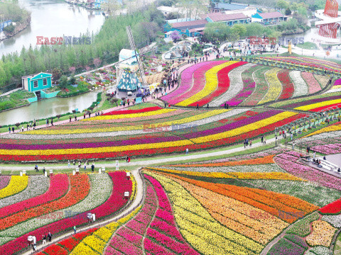 Pola tulipanów w Chinach