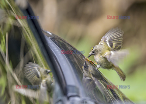 Ptak atakuje własne odbicie w szybie samochodu