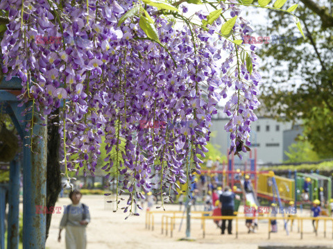 Wisteria Noda-fuji kwitnie w Osace