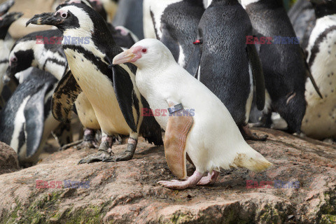 Kokosanka - pingwin albinos z gdańskiego zoo