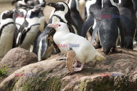 Kokosanka - pingwin albinos z gdańskiego zoo