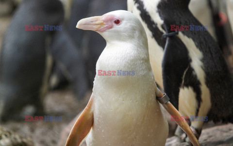 Kokosanka - pingwin albinos z gdańskiego zoo