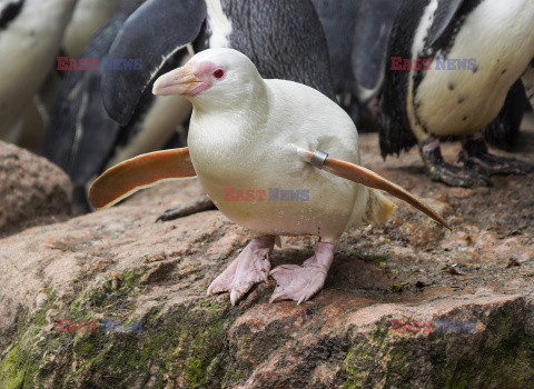 Kokosanka - pingwin albinos z gdańskiego zoo