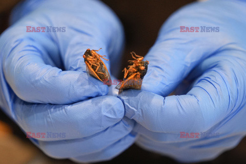 Insektarium w Nowym Orleanie serwuje dania z owadów