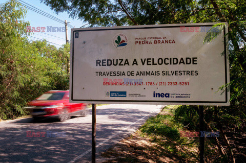 AI pomoże chronić zwierzęta na drogach w Brazylii