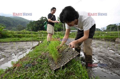 Rewitalizacja uśpionych odmian ryżu w Hongkongu