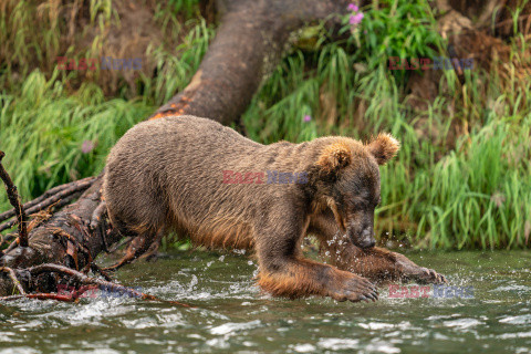 Niedźwiedzie polują z brzegu na łososie