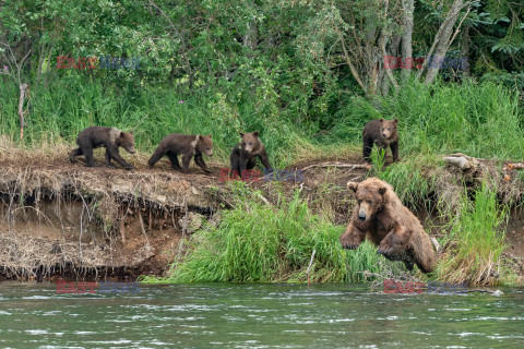 Niedźwiedzie polują z brzegu na łososie