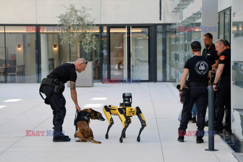 Pies i psi robot