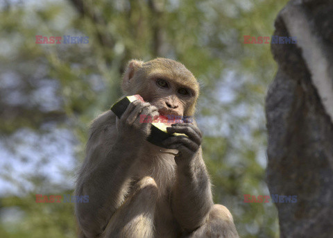 Małpka je arbuza