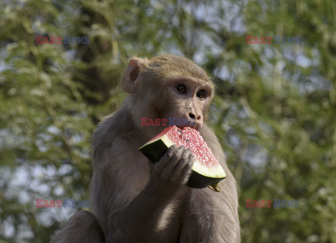 Małpka je arbuza