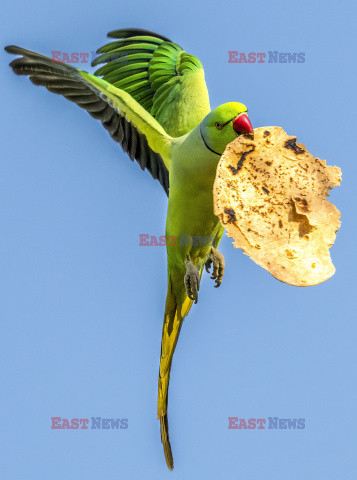 Papuga ukradła chlebek chapati
