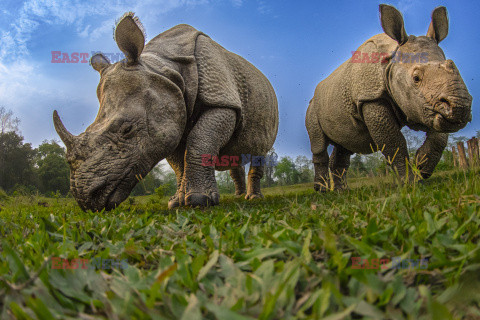 Zdjęcia nosorożców z fotopułapki