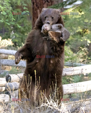 Niedźwiedzica z młodym w pysku