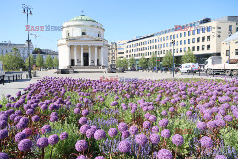 Fioletowa wiosna na pl. Trzech Krzyży