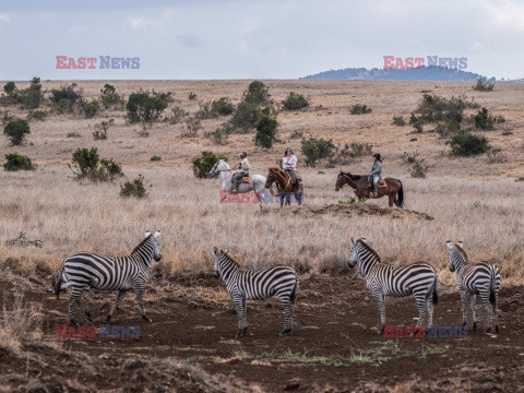 Safari na koniu - Redux